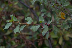 David Plant Photography - Wildlife Photography - Alder buckthorn, Frangula alnus - A