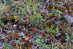 David Plant Photography - Wildlife Photography - Bearberry, Arctostaphylos uva-ursi - B