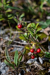 David Plant Photography - Wildlife Photography - Bearberry, Arctostaphylos uva-ursi - C