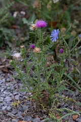 David Plant Photography - Wildlife Photography - Broad-winged thistle, Carduus acanthoides - A