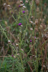 David Plant Photography - Wildlife Photography - Broad-winged thistle, Carduus acanthoides - B