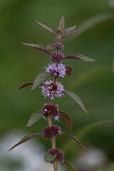 David Plant Photography - Wildlife Photography - Canada mint, Mentha canadensis - A