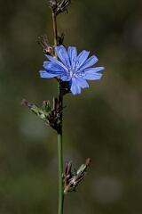 David Plant Photography - Wildlife Photography - Chicory, Cichorium intybus - A