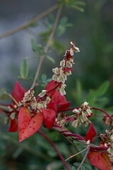David Plant Photography - Wildlife Photography - Climbing false buckwheat, Fallopia scandens - B