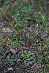 David Plant Photography - Wildlife Photography - Common eyebright, Euphrasia nemorosa - A