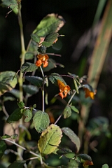 David Plant Photography - Wildlife Photography - Common jewelweed, Impatiens capensis - A