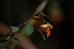 David Plant Photography - Wildlife Photography - Common jewelweed, Impatiens capensis - B