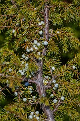 David Plant Photography - Wildlife Photography - Common juniper, Juniperus communis - A