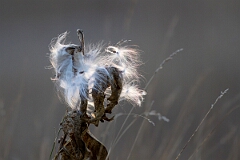 David Plant Photography - Wildlife Photography - Common milkweed, Asclepias syriaca - A