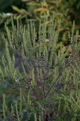 David Plant Photography - Wildlife Photography - Common ragweed, Ambrosia artemisiifolia - B