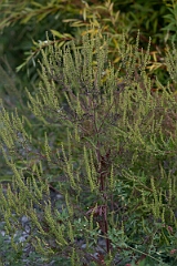 David Plant Photography - Wildlife Photography - Common ragweed, Ambrosia artemisiifolia - C