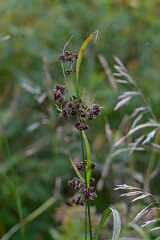 David Plant Photography - Wildlife Photography - Dark green bulrush, Scirpus atrovirens - A