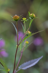 David Plant Photography - Wildlife Photography - Devil's beggarticks, Bidens frondosa - A