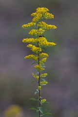 David Plant Photography - Wildlife Photography - Field goldenrod, Solidago nemoralis - A