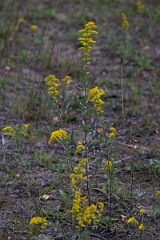 David Plant Photography - Wildlife Photography - Field goldenrod, Solidago nemoralis - B