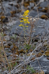 David Plant Photography - Wildlife Photography - Field goldenrod, Solidago nemoralis - D
