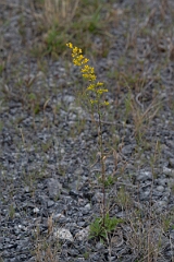 David Plant Photography - Wildlife Photography - Field goldenrod, Solidago nemoralis - E