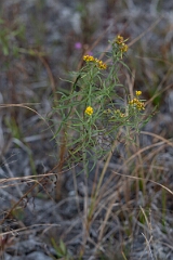 David Plant Photography - Wildlife Photography - Flat-topped goldenrod, Euthamia graminifolia - A