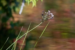 David Plant Photography - Wildlife Photography - Flowering-rush, Butomus umbellatus - A