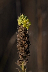 David Plant Photography - Wildlife Photography - Great mullein, Verbascum thapsus - A