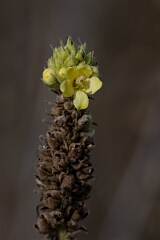 David Plant Photography - Wildlife Photography - Great mullein, Verbascum thapsus - C