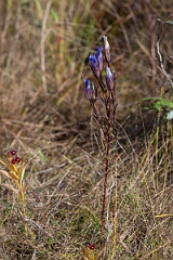 David Plant Photography - Wildlife Photography - Greater fringed gentian, Gentianopsis crinita - B