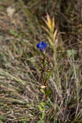 David Plant Photography - Wildlife Photography - Greater fringed gentian, Gentianopsis crinita - C