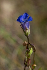 David Plant Photography - Wildlife Photography - Greater fringed gentian, Gentianopsis crinita - D