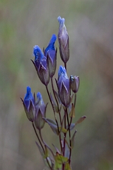 David Plant Photography - Wildlife Photography - Greater fringed gentian, Gentianopsis crinita - F