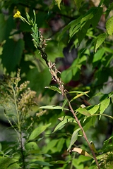 David Plant Photography - Wildlife Photography - Hairy evening primrose, Oenothera villosa - B