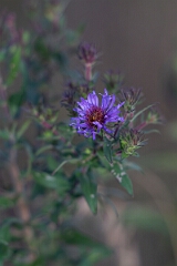 David Plant Photography - Wildlife Photography - New England aster, Symphyotrichum novae-angliae - C