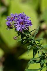 David Plant Photography - Wildlife Photography - New England aster, Symphyotrichum novae-angliae - D
