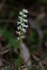 David Plant Photography - Wildlife Photography - Nodding ladies' tresses, Spiranthes cernua - A