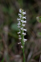 David Plant Photography - Wildlife Photography - Nodding ladies' tresses, Spiranthes cernua - B