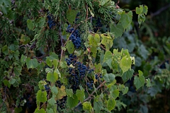 David Plant Photography - Wildlife Photography - Riverbank grape, Vitis riparia - B