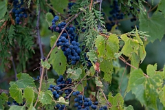 David Plant Photography - Wildlife Photography - Riverbank grape, Vitis riparia - C