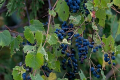 David Plant Photography - Wildlife Photography - Riverbank grape, Vitis riparia - D