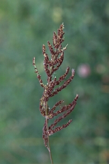 David Plant Photography - Wildlife Photography - Rough barnyard grass, Echinochloa muricata - A