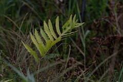 David Plant Photography - Wildlife Photography - Sensitive fern, Onoclea sensibilis - A