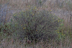 David Plant Photography - Wildlife Photography - Shrubby cinquefoil, Dasiphora fruticosa - A