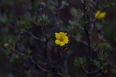 David Plant Photography - Wildlife Photography - Shrubby cinquefoil, Dasiphora fruticosa - B