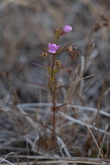 David Plant Photography - Wildlife Photography - Slender false foxglove, Agalinis tenuifolia - A
