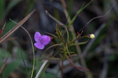 David Plant Photography - Wildlife Photography - Slender false foxglove, Agalinis tenuifolia - B
