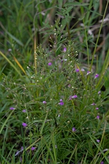 David Plant Photography - Wildlife Photography - Slender false foxglove, Agalinis tenuifolia - E