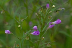 David Plant Photography - Wildlife Photography - Slender false foxglove, Agalinis tenuifolia - F