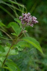 David Plant Photography - Wildlife Photography - Spotted joe-pye weed, Eutrochium maculatum - A