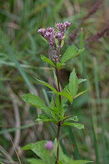 David Plant Photography - Wildlife Photography - Spotted joe-pye weed, Eutrochium maculatum - B