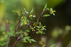 David Plant Photography - Wildlife Photography - Swamp Beggarticks Bidens discoidea - A