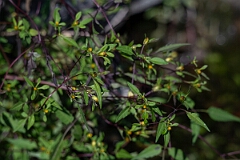 David Plant Photography - Wildlife Photography - Swamp Beggarticks Bidens discoidea - B