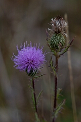 David Plant Photography - Wildlife Photography - Swamp thistle, Cirsium muticum - A